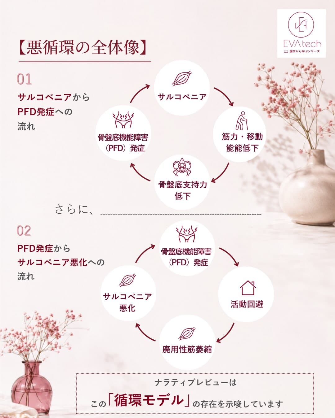 サルコペニアと骨盤底機能障害（PFD）が双方向に影響する循環モデルを示す図解